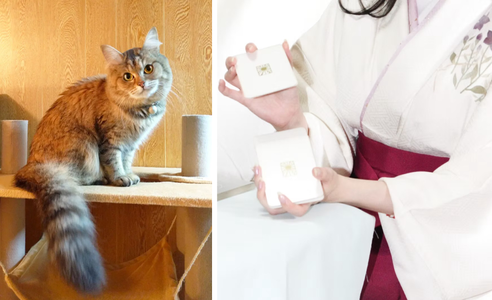 もしも 彼女が シャム女 なら 恋愛・ビジネス幸運を招く推しねこ相性占い